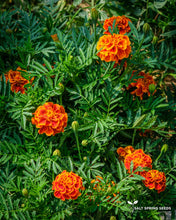 Load image into Gallery viewer, Queen Sophia Marigold Seeds

