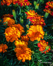Load image into Gallery viewer, Safari Mix Marigold (Tagetes patula)
