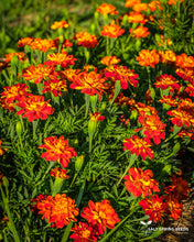 Load image into Gallery viewer, Safari Mix Marigold (Tagetes patula)
