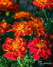 Load image into Gallery viewer, Safari Mix Marigold (Tagetes patula)
