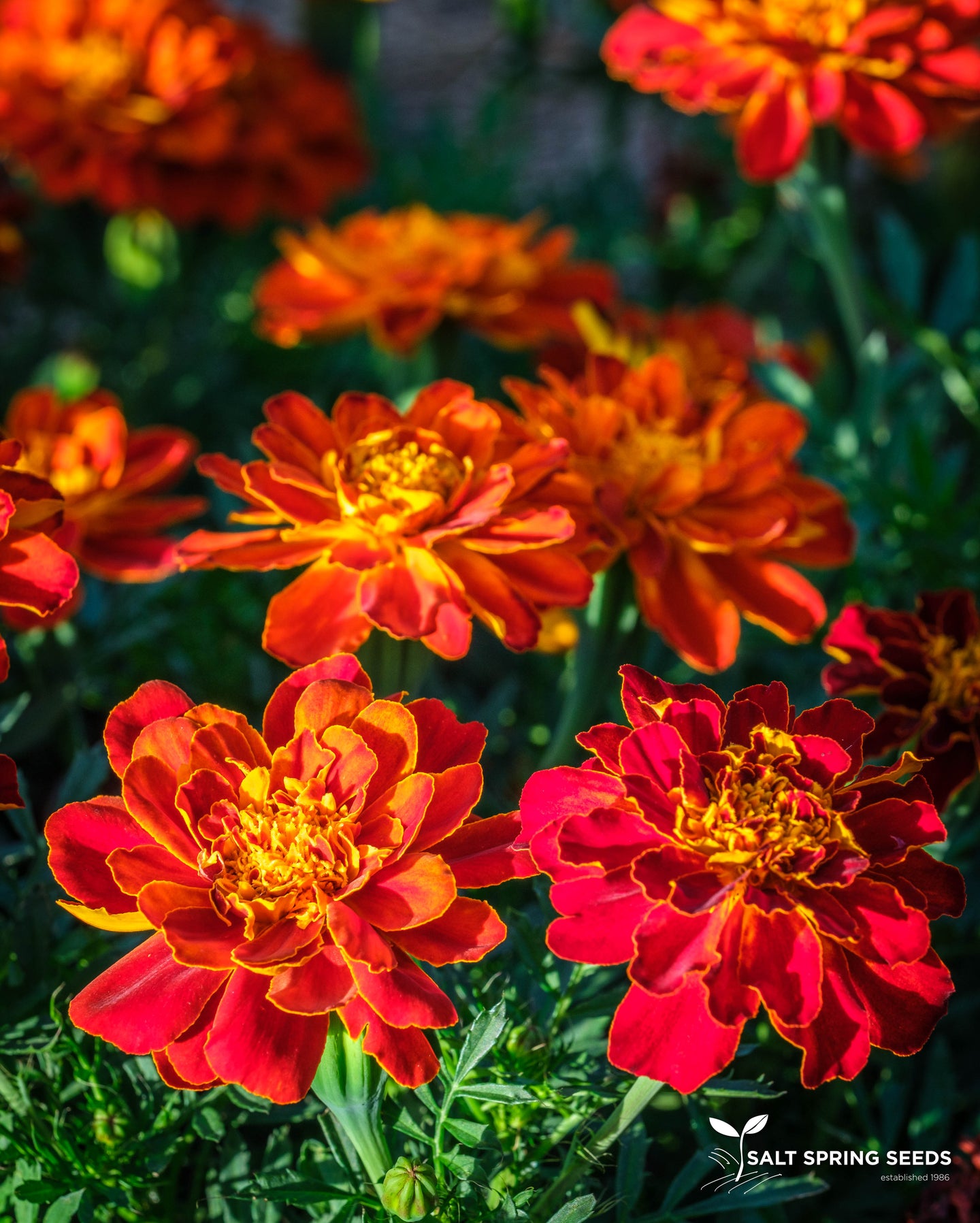 Safari Mix Marigold (Tagetes patula)