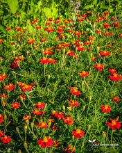 Load image into Gallery viewer, Taj Mahal Marigold Seeds
