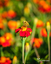 Load image into Gallery viewer, Taj Mahal Marigold Seeds
