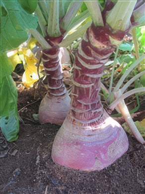 Rutabaga Seeds (Brassica napus)