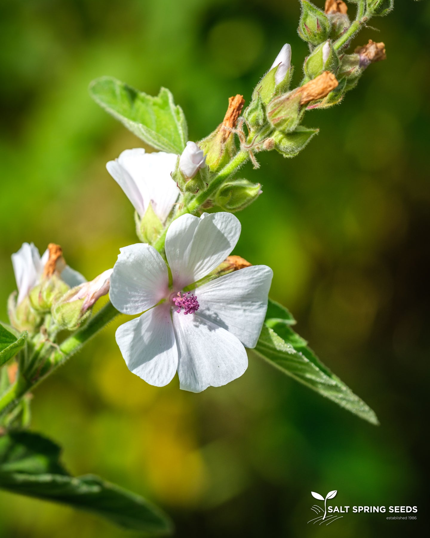 Marshmallow (Althea officianalis)