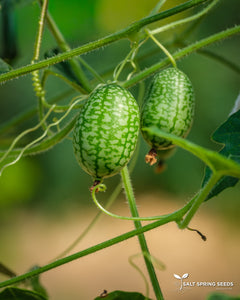 Mouse Melon
