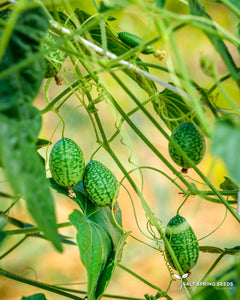 Mouse Melon