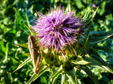 Load image into Gallery viewer, Milk Thistle Seeds
