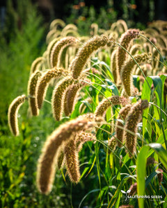 Lime Millet (Setaria macrocheata)