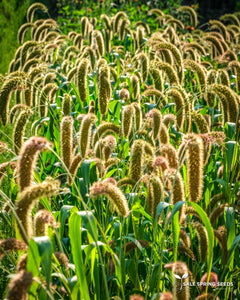 Lime Millet (Setaria macrocheata)