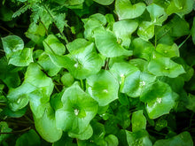 Load image into Gallery viewer, Miner's Lettuce Seeds
