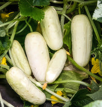 Load image into Gallery viewer, Miniature White (Pickling) Cucumber Seeds
