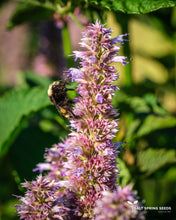 Load image into Gallery viewer, Korean Mint
