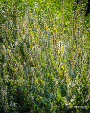 Load image into Gallery viewer, Motherwort Seeds
