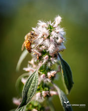 Load image into Gallery viewer, Motherwort Seeds
