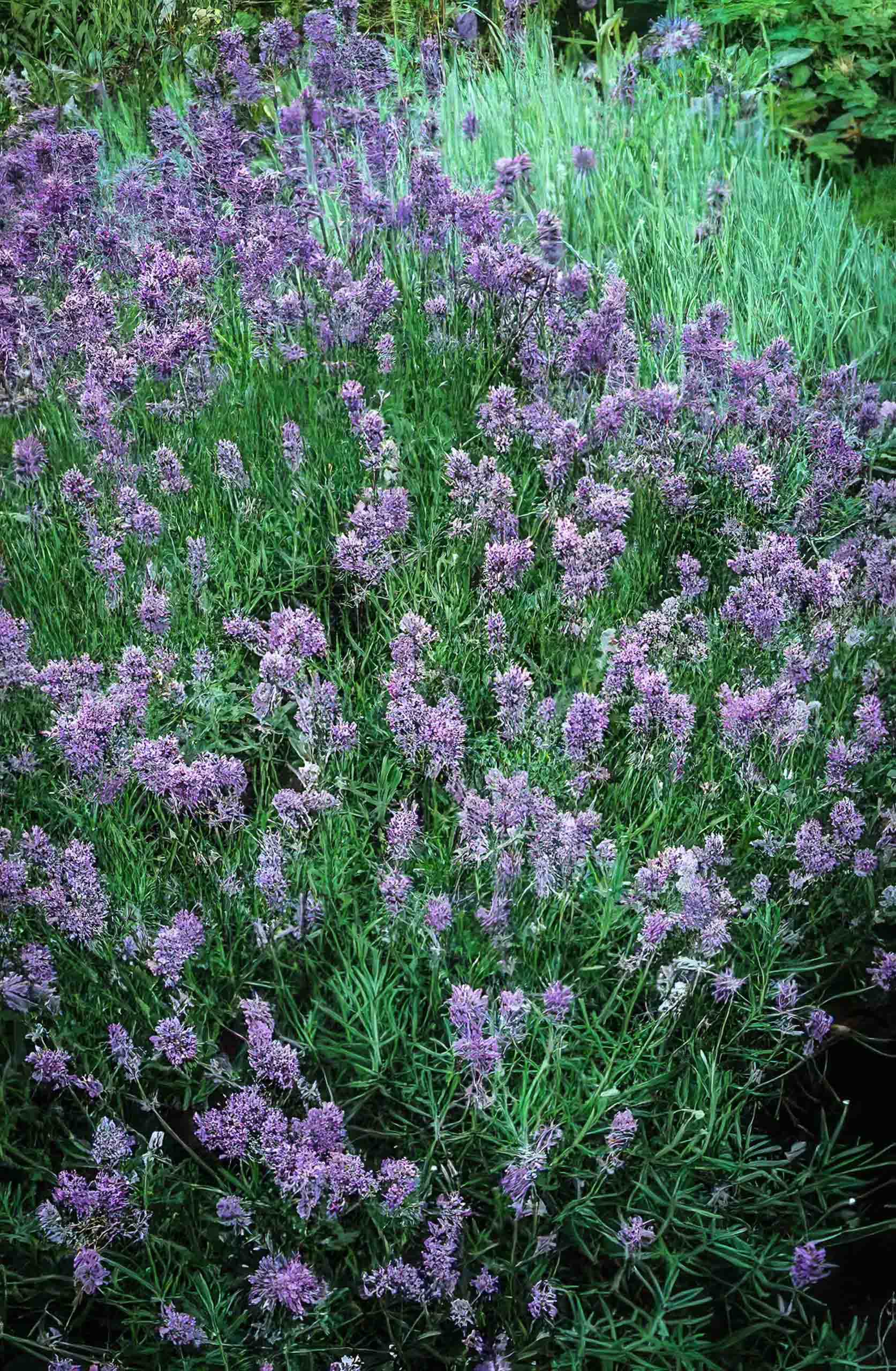 lavender plants canada Munstead Lavender Seeds - Organic & Heirloom