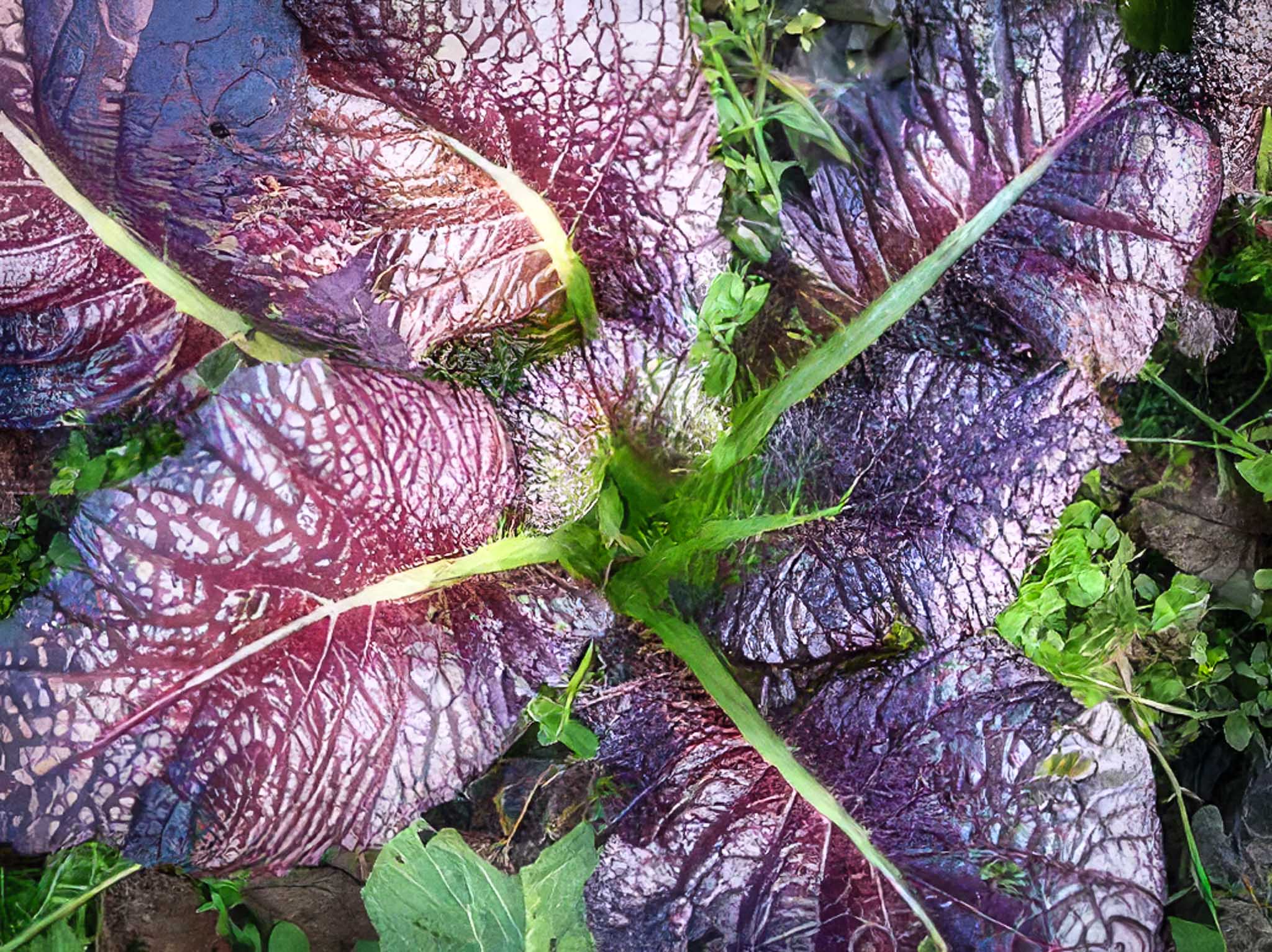 Giant Red Mustard Seeds, Organic & Heirloom - Canada