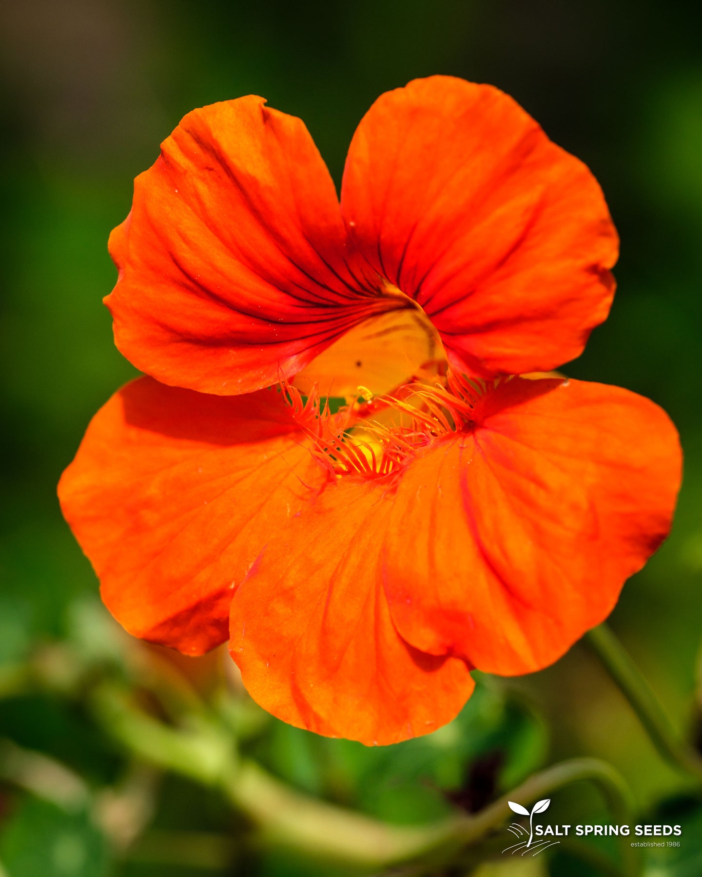 Nasturtium Mix (Tropaeolum spp.)