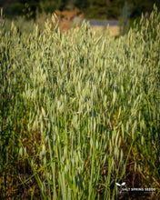 Load image into Gallery viewer, Baton Oats
