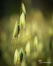 Load image into Gallery viewer, Baton Oats
