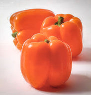 Orange Sun Sweet Pepper Seeds