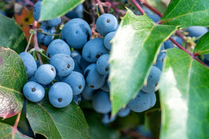 NEW! Tincture: Oregon Grape Root (Mahonia aquifolium) - 50ml