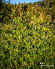 Load image into Gallery viewer, Swedish Red Soup Pea Seeds
