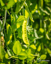 Load image into Gallery viewer, Swiss Giant Snow Pea Seeds
