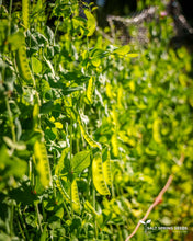 Load image into Gallery viewer, Swiss Giant Snow Pea Seeds
