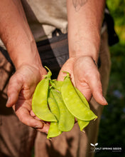 Load image into Gallery viewer, Swiss Giant Snow Pea Seeds
