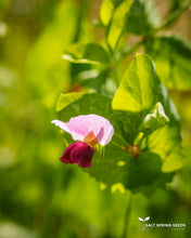 Load image into Gallery viewer, Swiss Giant Snow Pea Seeds
