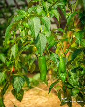 Load image into Gallery viewer, Basque Hot Pepper (Capsicum annuum)
