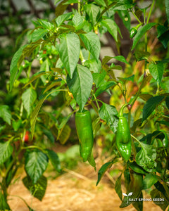 Basque Hot Pepper (Capsicum annuum)