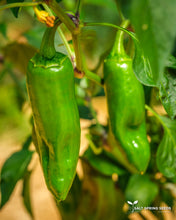 Load image into Gallery viewer, Basque Hot Pepper (Capsicum annuum)
