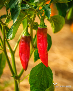 Basque Hot Pepper (Capsicum annuum)