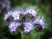 Load image into Gallery viewer, Phacelia tanecetifolia Seeds
