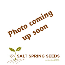 Load image into Gallery viewer, Shishito Pepper (Capsicum annuum)
