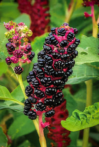 Pokeroot Seeds, Organic & Heirloom