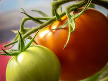 Load image into Gallery viewer, Pollock Tomato Seeds
