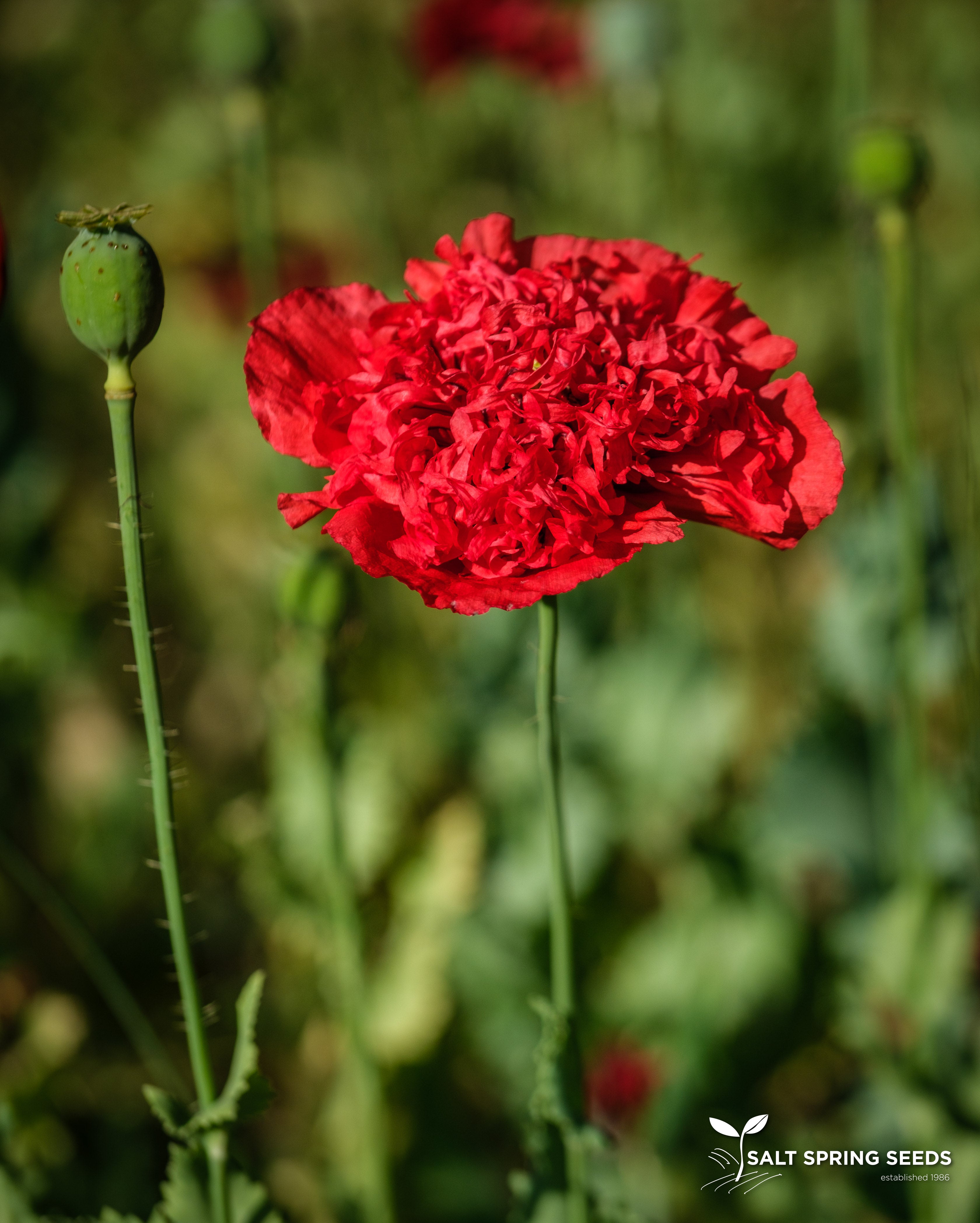 Poppy Mix (Papaver spp.) - Heirloom Flower Seed Online