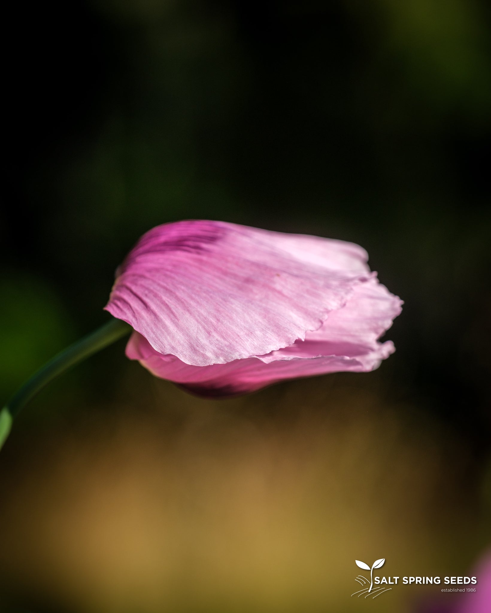 Poppy Mixture Poppy Mix Seeds, Organic & Heirloom - Canada