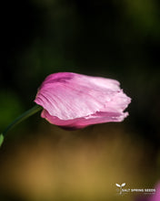 Load image into Gallery viewer, Poppy Mix (Papaver spp.)
