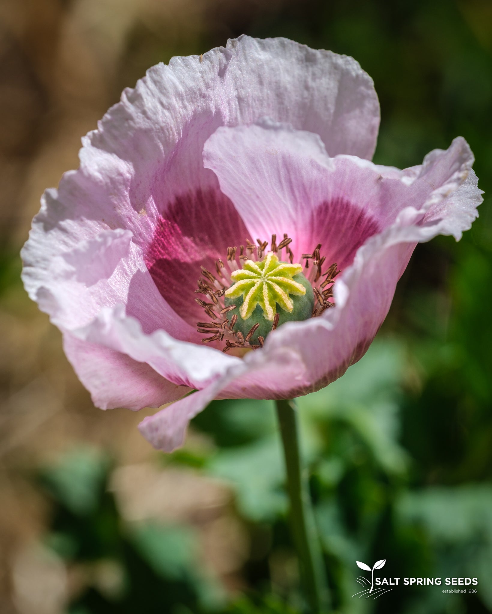 Poppy Mixture Poppy Mix Seeds, Organic & Heirloom - Canada
