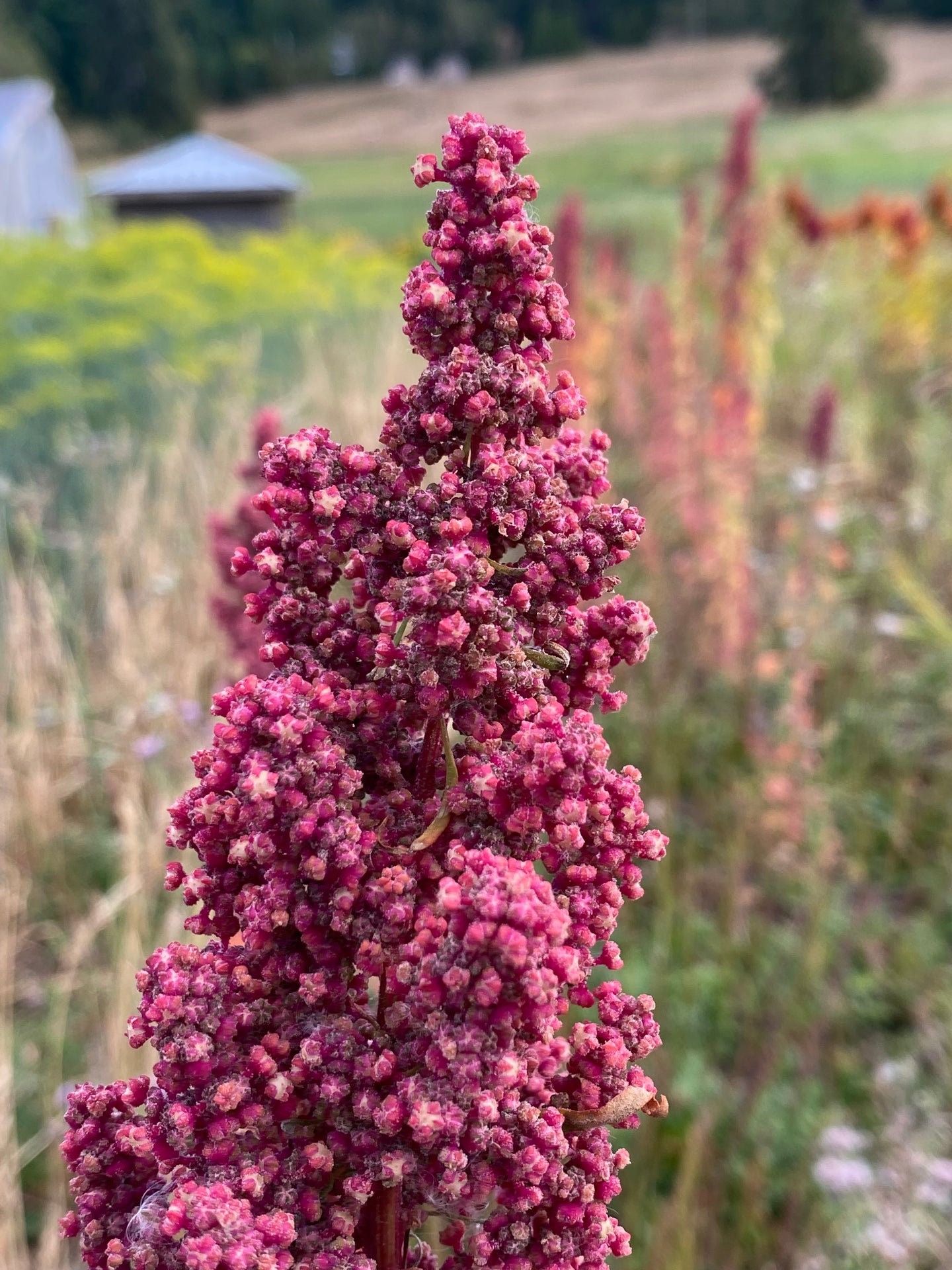 Pink Passion Quinoa Seeds - Organic & Heirloom