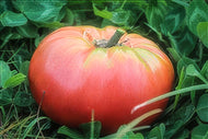 Radiator Charlie's Mortgage Lifter Beefsteak Tomato Seeds