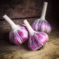 Red Russian Seed Garlic Bulbs