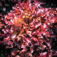 Red Salad Bowl Oakleaf Lettuce Seeds