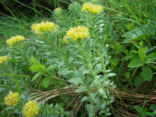 Load image into Gallery viewer, Tincture: Rhodiola/Roseroot (Rhodiola rosea Crassulaceae) - 50ml

