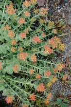 Load image into Gallery viewer, Rhodiola/Roseroot  (Rhodiola rosea Crassulaceae)
