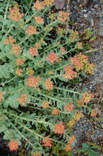 Load image into Gallery viewer, Rhodiola/Roseroot  (Rhodiola rosea Crassulaceae)

